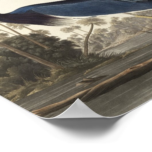 Louisiana Heron van de vogels van Amerika Poster (Hoek)