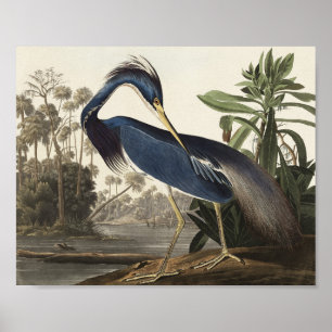 Louisiana Heron van de vogels van Amerika Poster