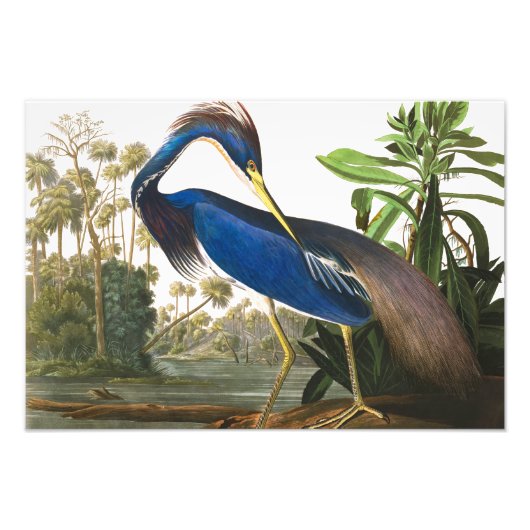 Louisiana Heron van John James Audubon Foto Afdruk (Voorkant)