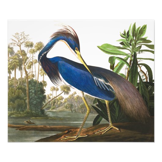 Louisiana Heron van John James Audubon Foto Afdruk (Voorkant)