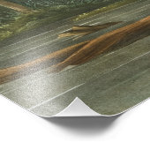 Louisiana Heron van John James Audubon Foto Afdruk (Hoek)