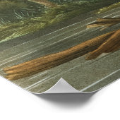 Louisiana Heron van John James Audubon Poster (Hoek)