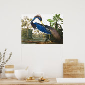 Louisiana Heron van John James Audubon Poster (Keuken)