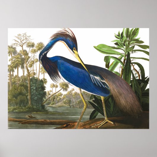 Louisiana Heron van John James Audubon Poster (Voorkant)