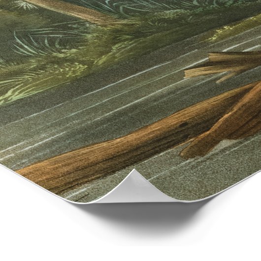 Louisiana Heron van John James Audubon Poster (Hoek)