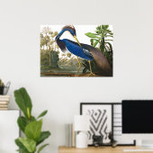 Louisiana Heron van John James Audubon Poster (Thuiskantoor)