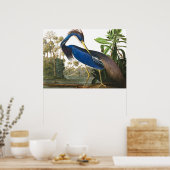 Louisiana Heron van John James Audubon Poster (Keuken)