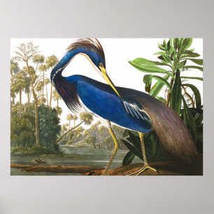 Louisiana Heron van John James Audubon Poster