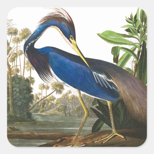 Louisiana Heron van John James Audubon Vierkante Sticker (Voorkant)