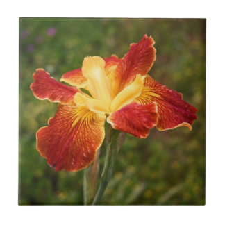 Louisiana Iris "Cajun Sunrise" Tegeltje