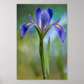 Louisiana Iris Poster (Voorkant)