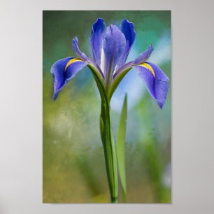 Louisiana Iris Poster
