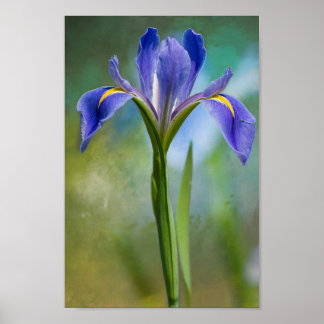 Louisiana Iris Poster