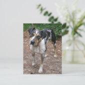 Louisiana Leopard Dog Briefkaart (Staand voorkant)