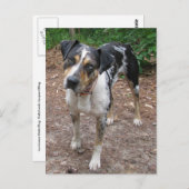 Louisiana Leopard Dog Briefkaart (Voorkant / Achterkant)