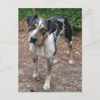 Louisiana Leopard Dog Briefkaart
