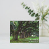 LOUISIANA LEVENDE OAK BOMEN BRIEFKAART (Staand voorkant)