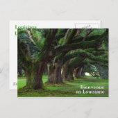 LOUISIANA LEVENDE OAK BOMEN BRIEFKAART (Voorkant / Achterkant)