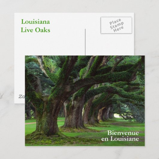 LOUISIANA LEVENDE OAK BOMEN BRIEFKAART (Voorkant / Achterkant)