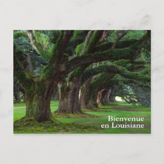 LOUISIANA LEVENDE OAK BOMEN BRIEFKAART