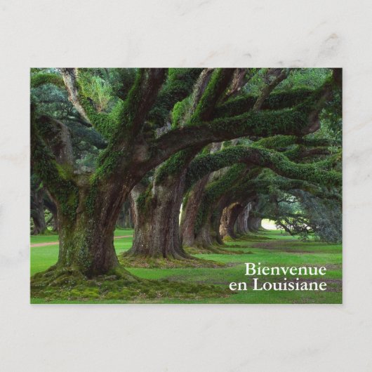 LOUISIANA LEVENDE OAK BOMEN BRIEFKAART (Voorkant)