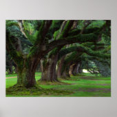LOUISIANA LEVENDE OAK BOMEN POSTER (Voorkant)
