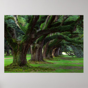 LOUISIANA LEVENDE OAK BOMEN POSTER