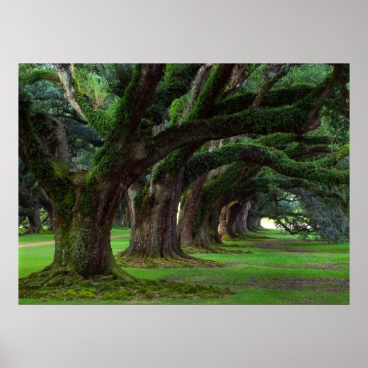 LOUISIANA LEVENDE OAK BOMEN POSTER (Voorkant)