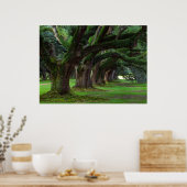 LOUISIANA LEVENDE OAK BOMEN POSTER (Keuken)