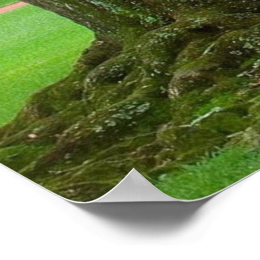 LOUISIANA LEVENDE OAK BOMEN POSTER (Hoek)