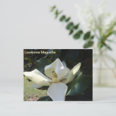 Louisiana Magnolia Briefkaart (Staand voorkant)