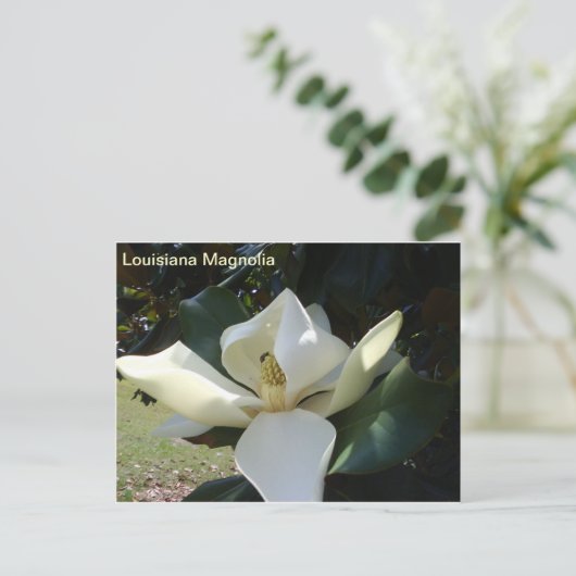 Louisiana Magnolia Briefkaart (Staand voorkant)