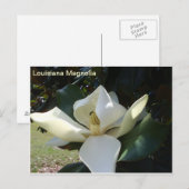 Louisiana Magnolia Briefkaart (Voorkant / Achterkant)