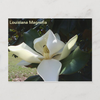 Louisiana Magnolia Briefkaart