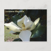 Louisiana Magnolia Briefkaart (Voorkant)