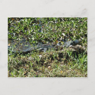Louisiana moerasalligator in Jean Lafitte Close Up Briefkaart