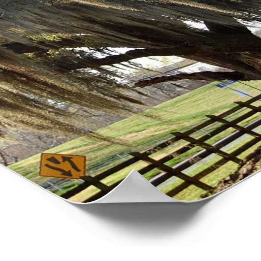 Louisiana Oak [Kunstdruk] Poster (Hoek)