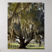 Louisiana Oak [Kunstdruk] Poster (Voorkant)