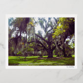 Louisiana Oak Tree Postcard Folie Feestdagen Briefkaart (Voorkant)