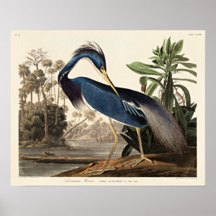 Louisiana-reiger uit Birds of America Poster