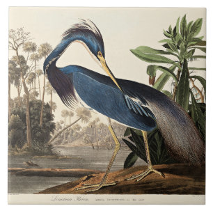 Louisiana Reiger uit Birds of America Tegeltje