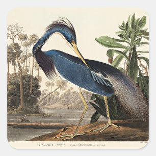 Louisiana Reiger uit Birds of America Vierkante Sticker