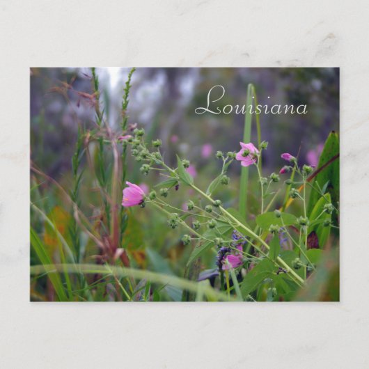 Louisiana roze bloemen briefkaart (Voorkant)