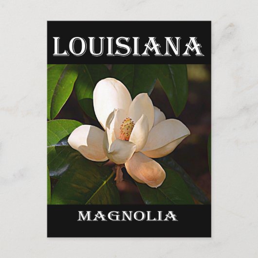 Louisiana Southern Magnolia Briefkaart (Voorkant)