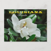 Louisiana staatsventilator: Magnolia Briefkaart (Voorkant)