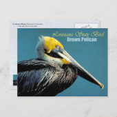 Louisiana State Bird - Brown Pelican Briefkaart (Voorkant / Achterkant)