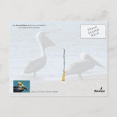 Louisiana State Bird - Brown Pelican Briefkaart (Achterkant)