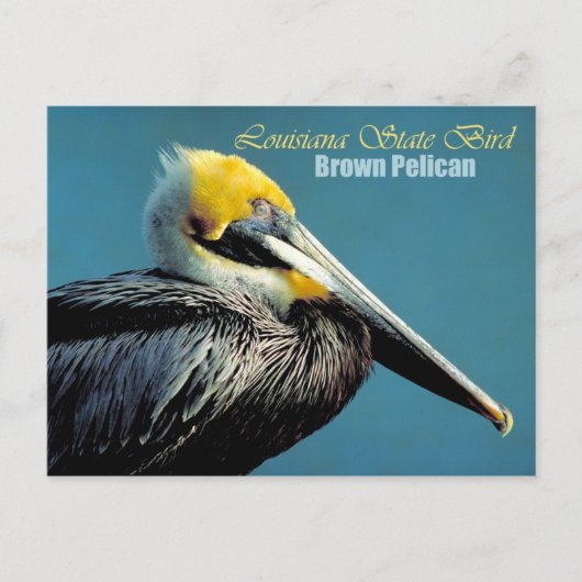 Louisiana State Bird - Brown Pelican Briefkaart (Voorkant)