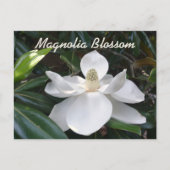 Louisiana State Flower White Magnolia Photographic Briefkaart (Voorkant)