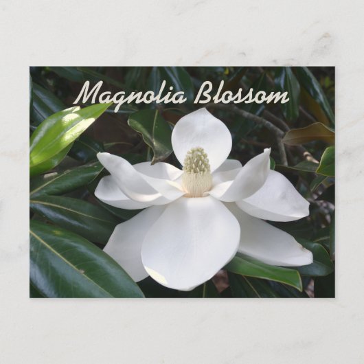 Louisiana State Flower White Magnolia Photographic Briefkaart (Voorkant)